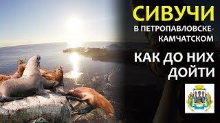 СИВУЧИ. Главная Достопримечательность Камчатки