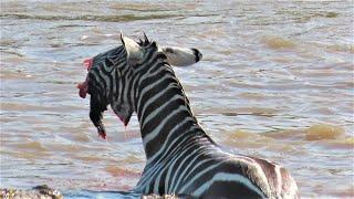 Crocodiles Bite The Face Off Zebra While Crossing Mara River on a Safari in Kenya