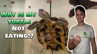 Why is my Turtle NOT Eating Food?? How to get your turtle to eat again