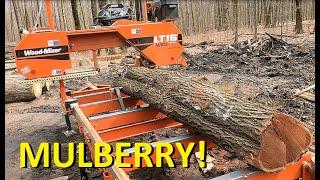 MULBERRY on the Sawmill, surprise at the end.