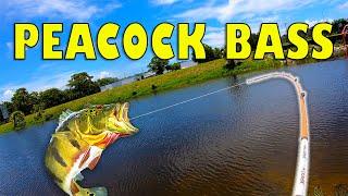 Peacock Bass fishing in canals. North Palm Beach Florida