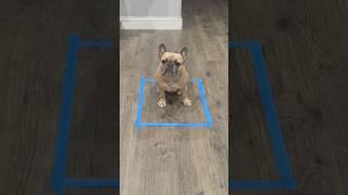Should I let him out? #sendhelp #dogs #dogparent #frenchie #trend #dogdad #comedy