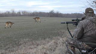 Double Bobcat in Tennessee!! January 2023