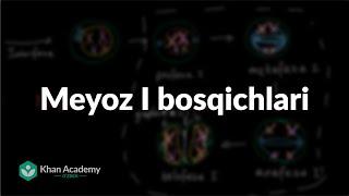 Meyoz I bosqichlari | Hujayra boʻlinishi | Biologiya