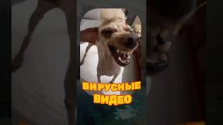 ВИРУСНЫЕ ВИДЕО / Кот повар 