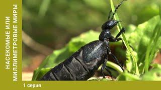 Насекомые или миллиметровый мир. 1 Серия. Научно-Познавательный Фильм. Лучшие Документальные Фильмы