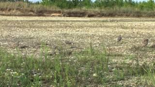 Stone Curlew-family in summer 2014 Austria - Triel-Familie im Sommer 2014 Niederösterreich