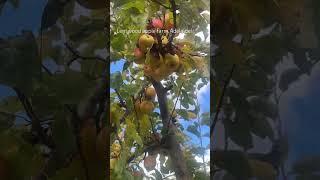 Apple! #farm #fyp #fypシ゚viral #yt #ytshorts #australia #india #ytviral #viral #travel #tranding