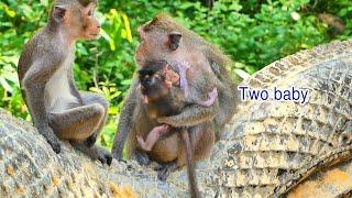 Good mom...Monkey Maya still loves and hugs monkey Mabel and baby monkey Meta looks so adorable.