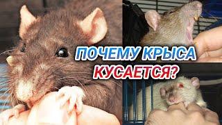 Почему крыса кусается до крови - как отучить крысу кусаться? Крыса укусила человека – что делать?