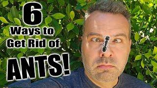 Get Rid of Ants in the Garden NATURALLY