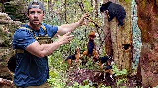 This was almost a DISASTER...Bear Hunting with Hounds