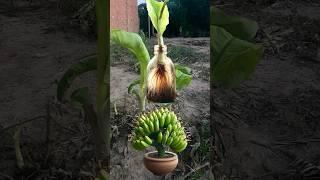 How to grow bananas