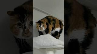 Cat being cat. 