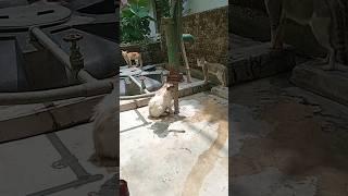 Teen Murti Ka Kand  #youtubeshorts #shorts #shortsfeed #subscribe #trending #ytshorts #youtube #cat