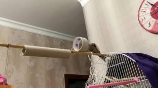 Попугай Карл. Дрессировка попугая кореллы / Parrot Training Tricks (Cockatiel)