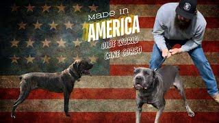 American Cane Corso - David Wenrich from Olde World Cane Corso (2 of 2)