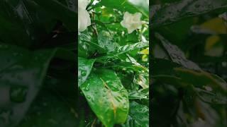 #mini vlog#shorts