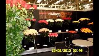 Roses For You - FlowersExpo - 2012, Moscow, Flower Expo, Flowers Expo