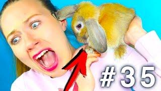 НА МЕНЯ НАПАЛ МОЙ КРОЛИК КОГДА РАСЧЕСЫВАЛА И СНИМАЛА КОНКУРС #35 | Elli Di Pets