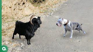 When Pitbull Attacks Goat..It Regrets Too Much