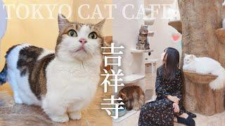 Tokyo Cat Cafe｜Kichijoji Petit Mura Temari no Oshiro｜Bread Thief Cafe｜Japan