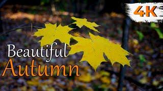 Beautiful Autumn Nature | Golden Autumn in Autumn Forest in 4K Ultra HD | Golden Autumn Scenery