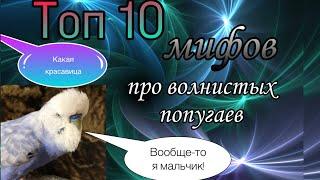 Топ 10 мифов про волнистых попугаев