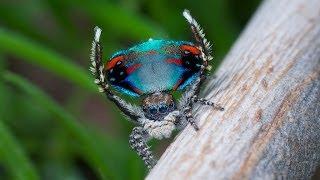 Peacock Spider 10 (Maratus avibus)