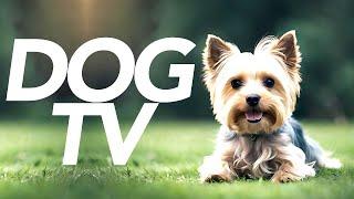 DOG TV - 20 Hour Adventure Walk for Dogs! (Virtual Dog Walk)