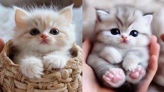 Baby Kitten And Cat Video | Cute Baby Cat And Kitten | Newborn Baby Cat And Kitten Video Compilation