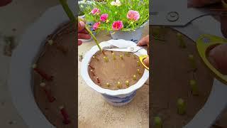 cut plant portulaca flower in pot 🪴#garden #handmadeplanter #gardenflower