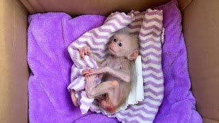 Unboxing newborn monkey in carton box | Monkey Annie