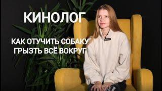 Кинолог | Почему собака грызёт всё вокруг