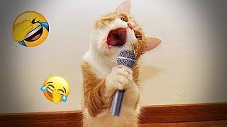  So Funny! Funniest Cats and Dogs 2024  Funny Animal Videos #6