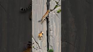 Goats life ️ #shortsvideo #viralvideo #leopardAdventure #goatclimbing #wildlife #mountains