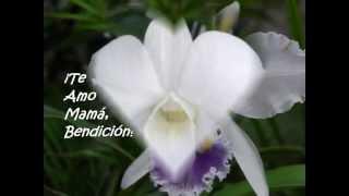 HOMENAJE A LAS MADRES de Augusto petit.