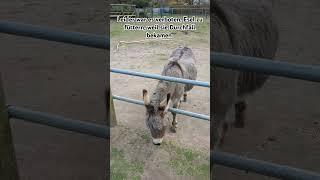 #esel #tiere #niedlich