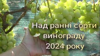 Надранні сорти винограду 2024 року (частина 1)