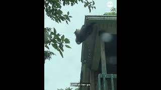 ‘Mama’ raccoon saves baby from falling in dramatic rooftop rescue