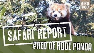 SAFARI REPORT | #105 RED DE RODE PANDA