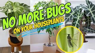 The Ultimate Guide To Plant Pests (And How to Get rid of them)