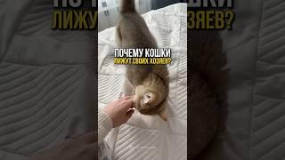 Любовь или контроль? Почему кошки нас облизывают?