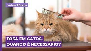 TOSA EM GATOS, QUANDO É NECESSÁRIO?