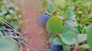 Wild berries in late August #berries #berry berry#icelandic #nature #