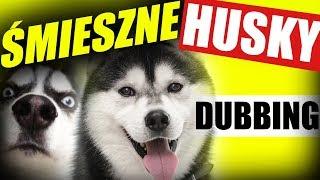 ŚMIESZNE HUSKY  DUBBING MATT OLECH