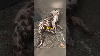 Девушка спасла котенка в последние минуты #shorts #animals #жизнь