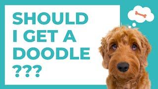 Should You Get A Doodle??  What is the Best Poodle Mix?