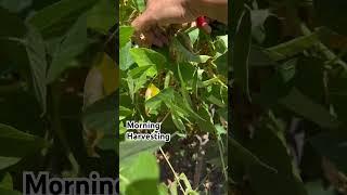 Garden Fresh Veggie Harvesting #organic #garden #shorts