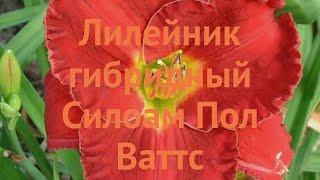 Лилейник гибридный Силоам Пол Ваттс  обзор: как сажать, луковицы лилейника Силоам Пол Ваттс